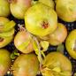Preview: Granatapfel
